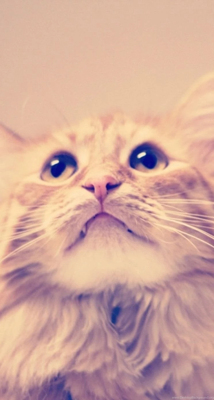 Cat iPhone 5s Wallpapers