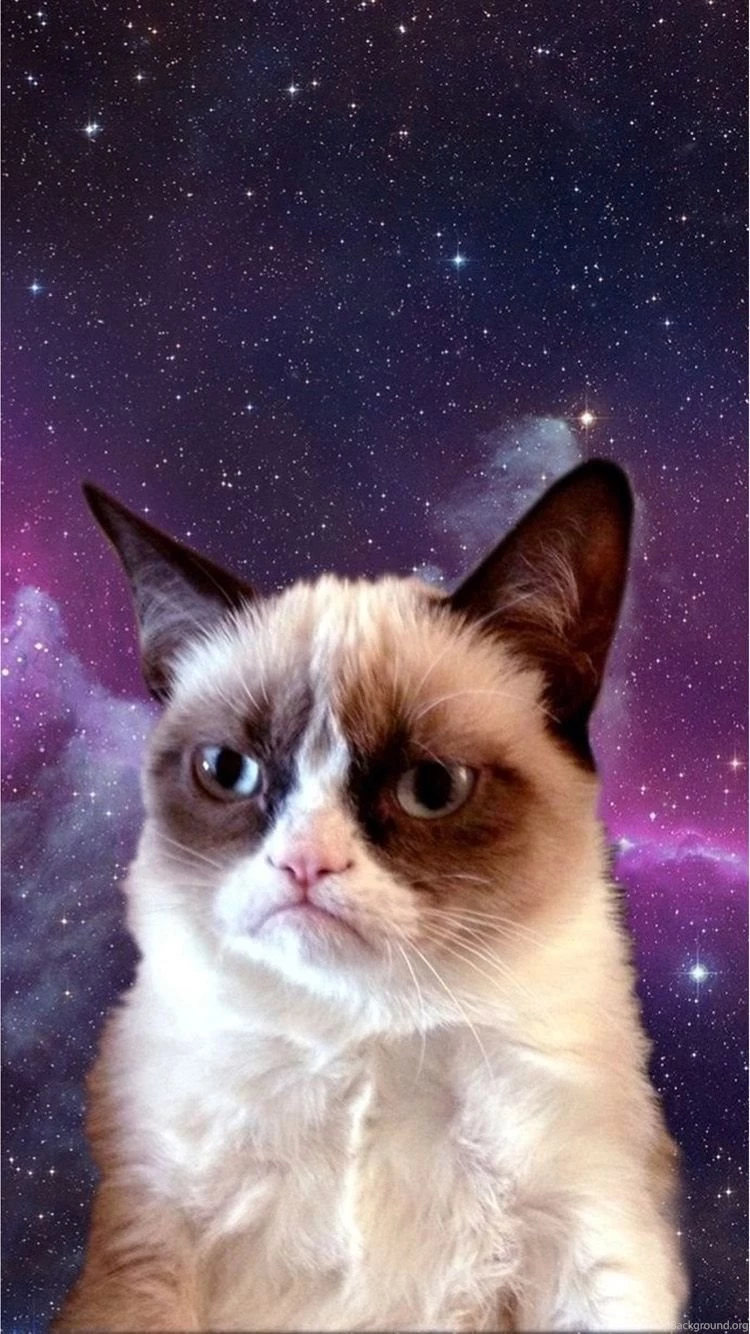 Grumpy Cat 2 iPhone 6 Wallpapers iPhone 6 Wallpapers PowerballForLife