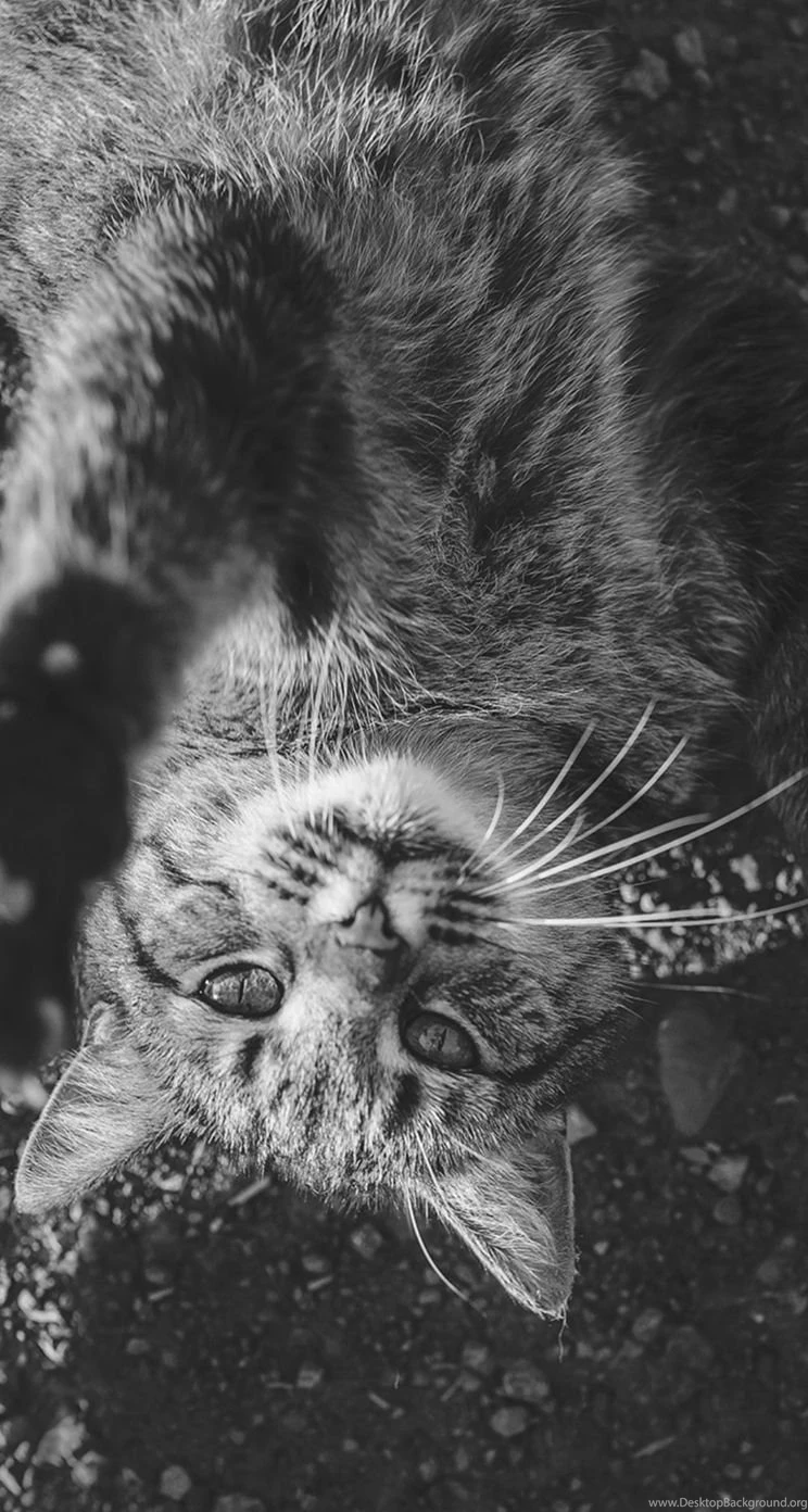 Cat iPhone 5s Wallpapers