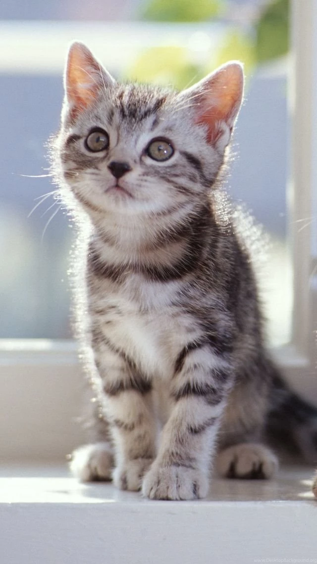 Iphone 5 Wallpapers Of Cute Little Cat Is Watching Click Photo Of ...