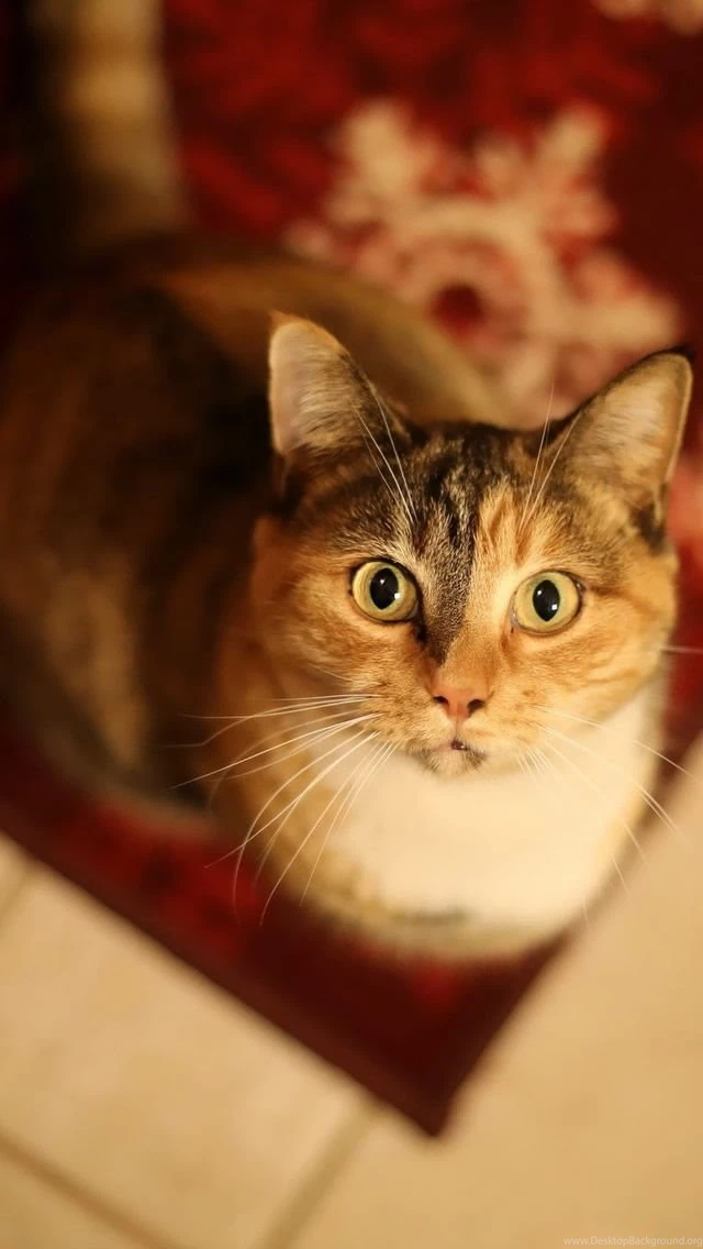 Cat iPhone 5s Wallpapers