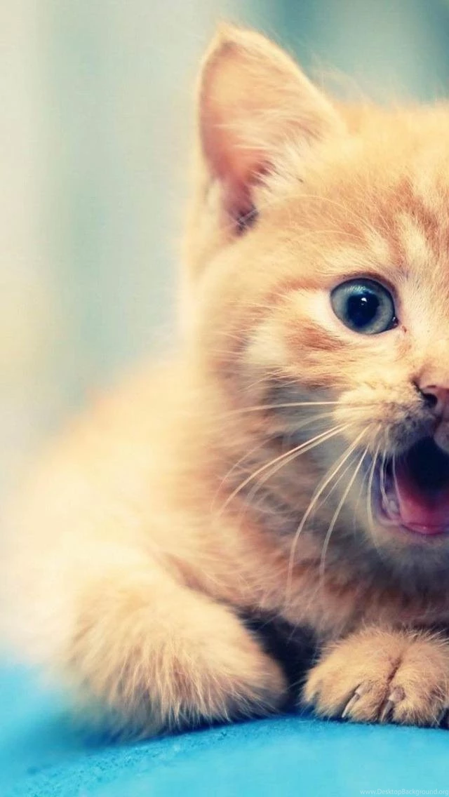 Free Download iPhone 5 Cat Wallpapers 640x1136 1136x640 PPT Garden