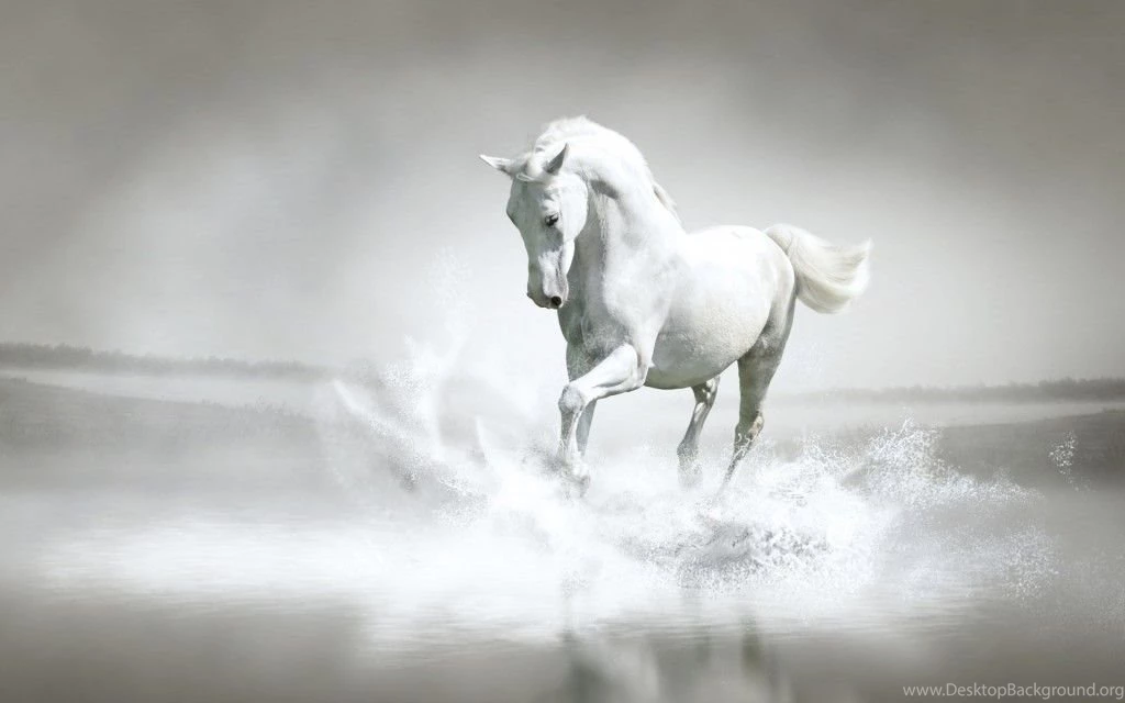 White Horse Desktop Wallpapers