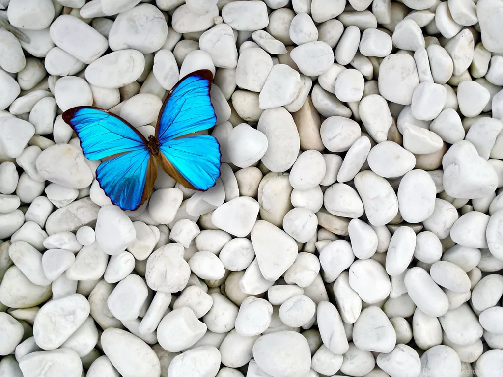 Blue butterfly on white stones desktop wallpapers.jpg