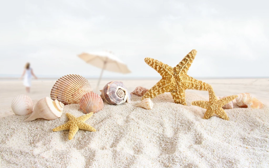 Sand And Shells Backgrounds Wallpaper.