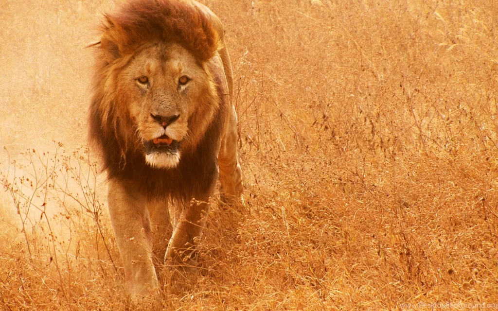 Lion Pictures The Powerful African Cats Picsy Buzz