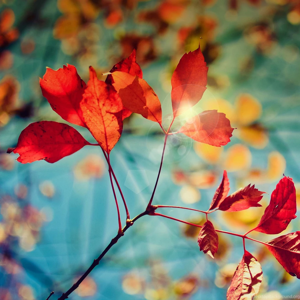 Samsung Galaxy S4 Stock Wallpapers
