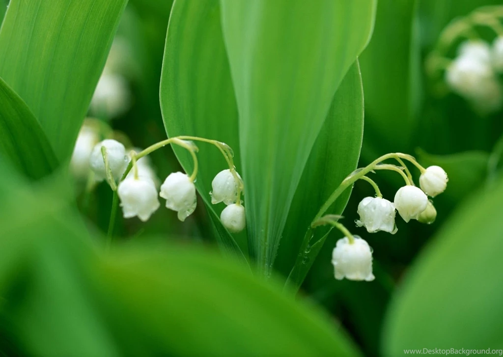 Android Tablet Flowers HD Wallpapers.jpg