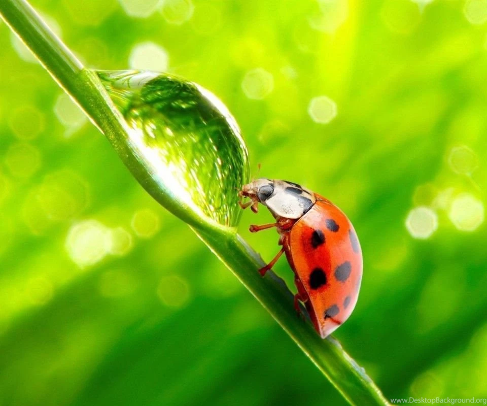 Lady bug hd macro 800x960.jpg