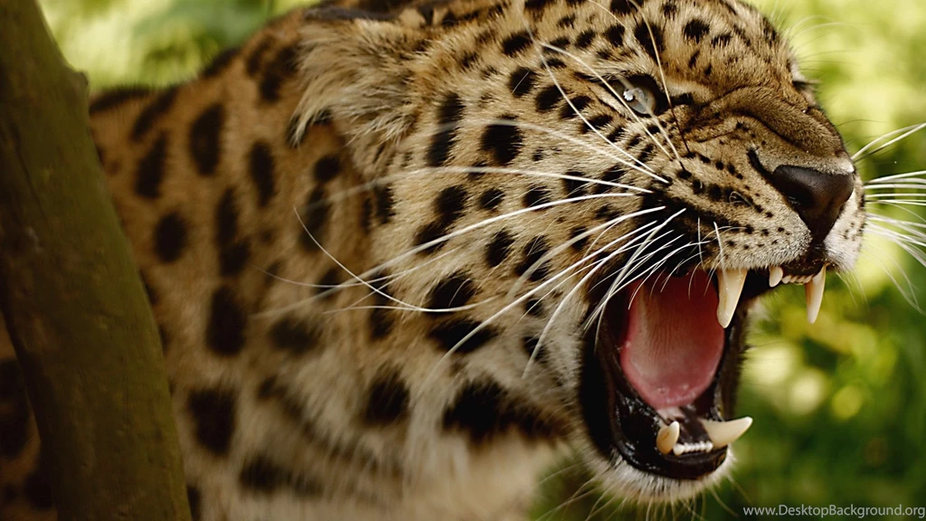 Amazing Leopard Wallpapers HD