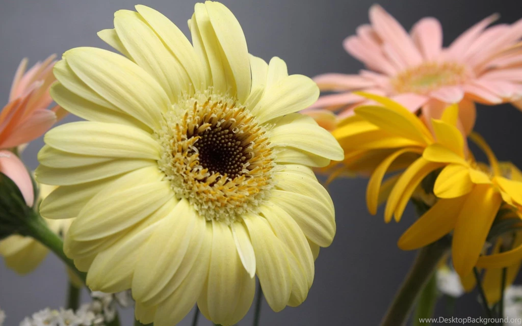 Laptop Desktop Wallpapers 63498