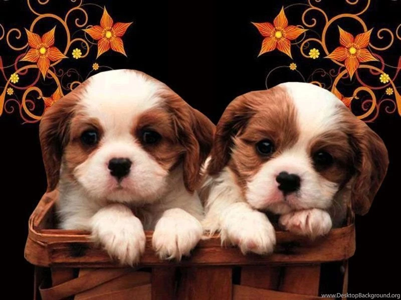 Wallpapers HD: Puppies Wallpapers Download