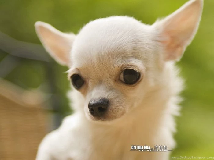 Cuddly Chihuahua Puppies Wallpapers Wallcoo.net