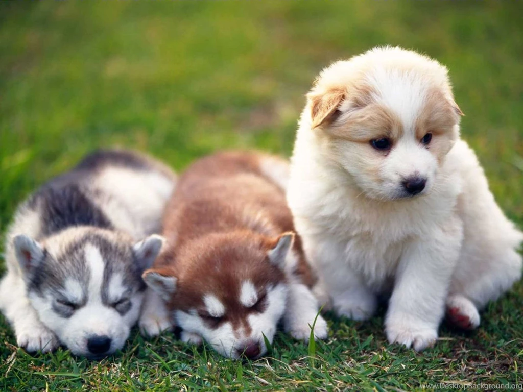 Free Alaskan Malamute Puppies Wallpapers HD
