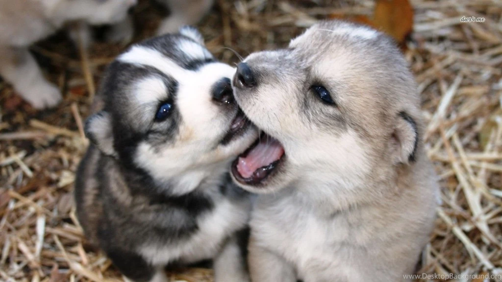 Husky Puppies Wallpapers Animal Wallpapers