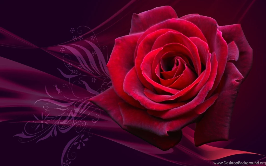 Roses Desktop Wallpapers