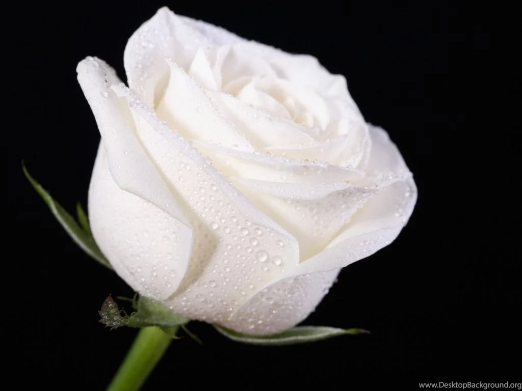 White Rose Wallpapers HD Pictures
