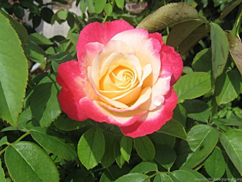 Beautiful_rose_wallpeper_2949.jpg
