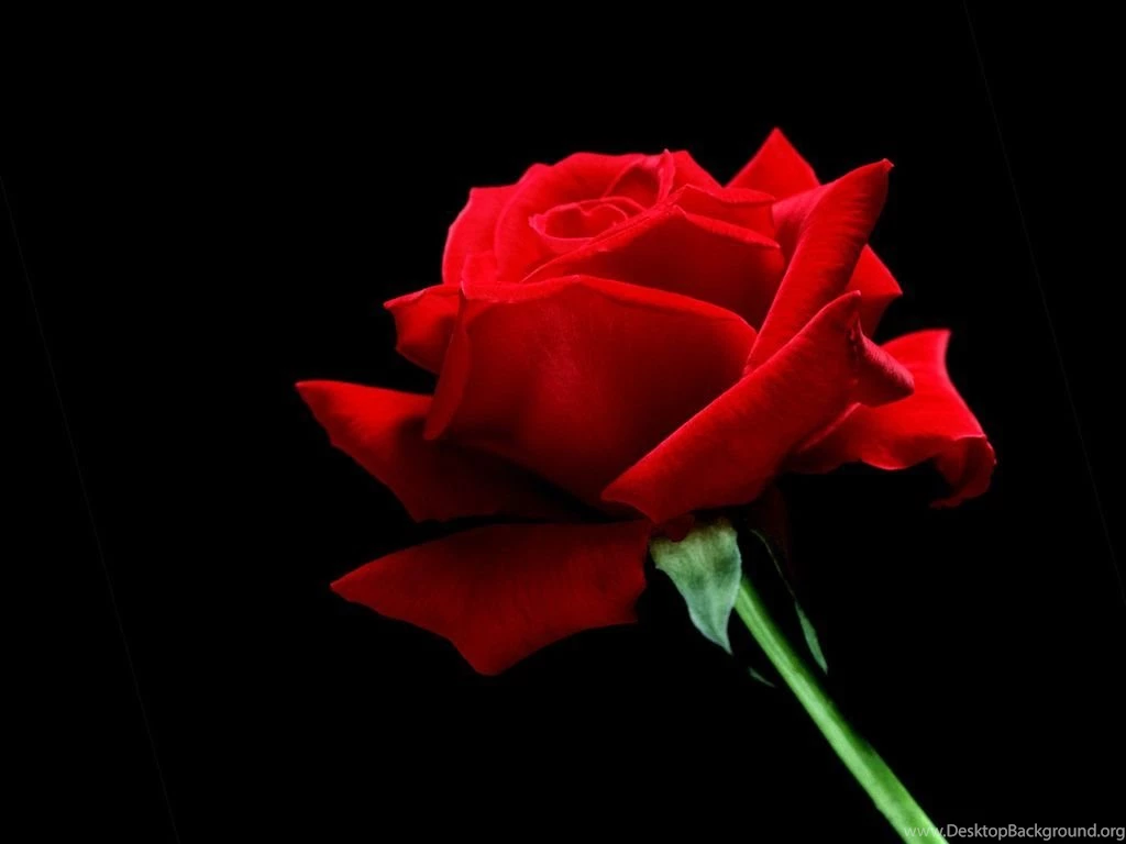 A Single Red Rose Wallpapers Rose Wallpapers