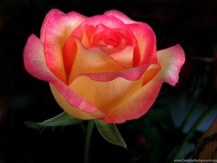 Two Toned Rose. [Desktop Wallpapers 1024x768]