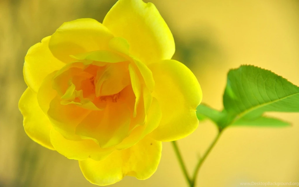 Beautiful Yellow Rose Desktop Wallpapers 28702