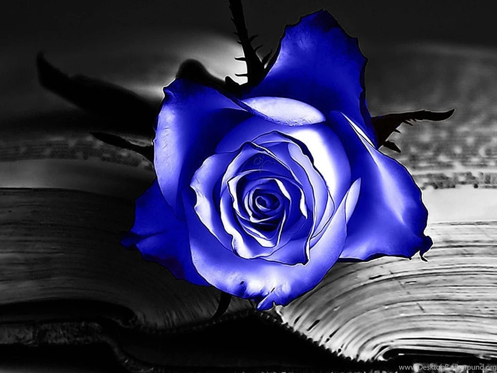 Blue Rose Desktop Wallpapers   HD Images New