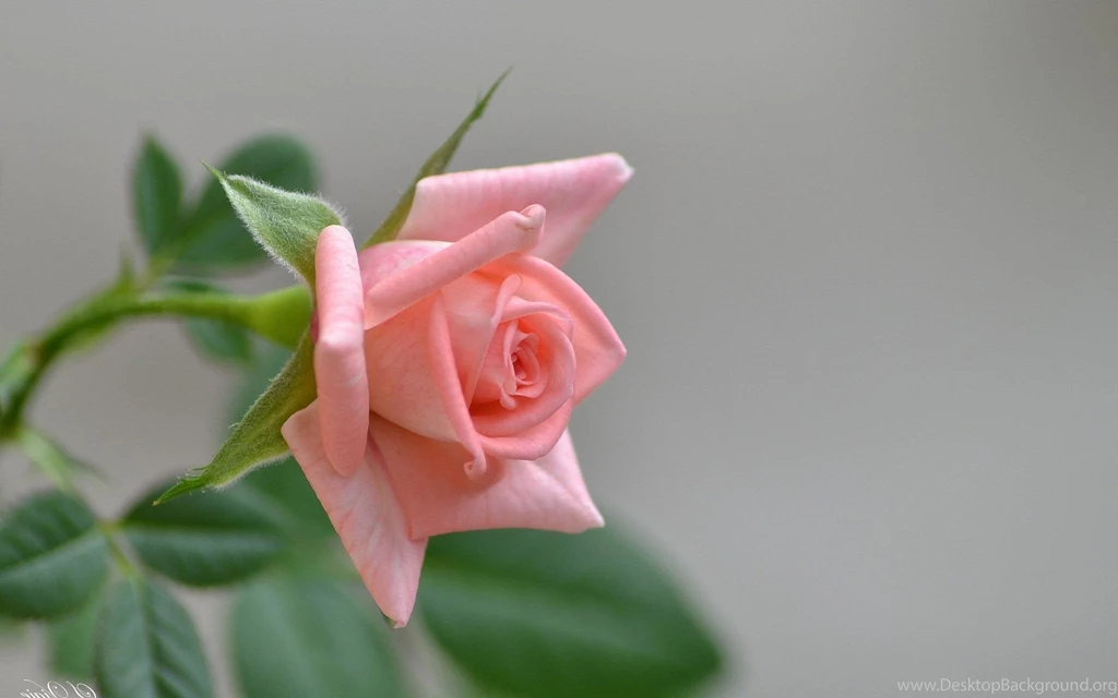 Beautiful Yellow Rose Desktop Wallpapers 28702