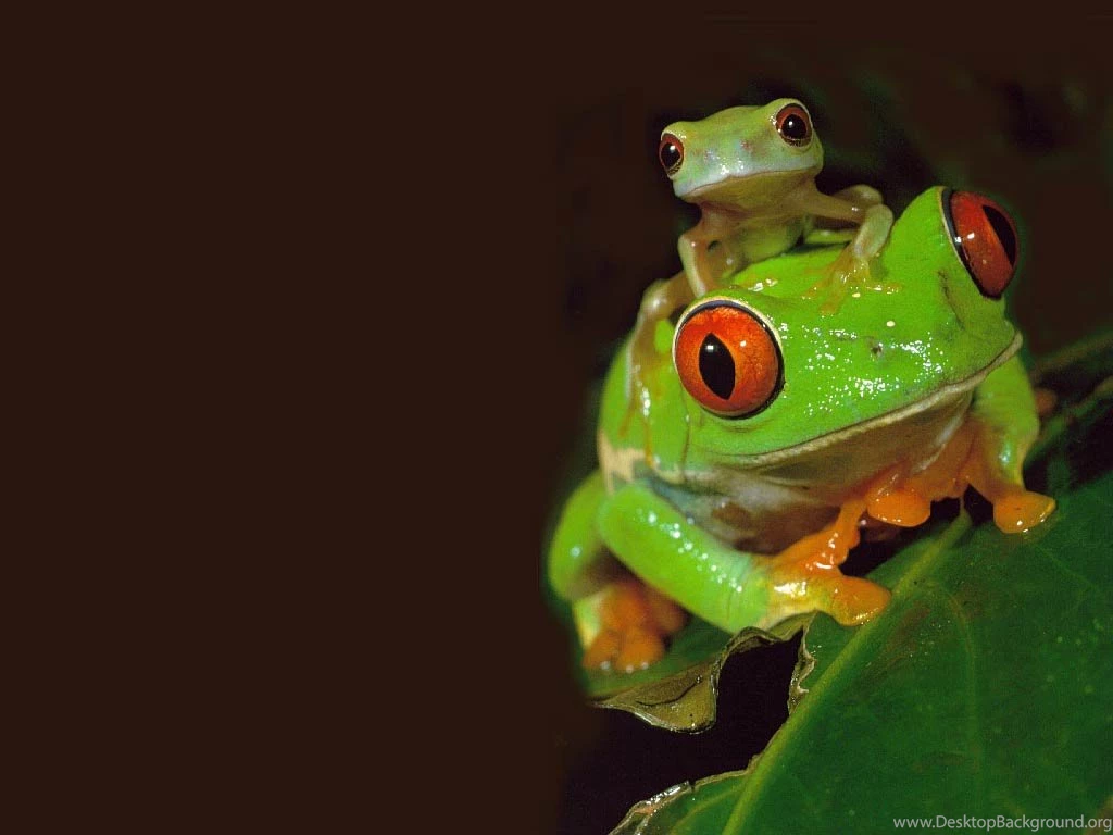 Free Frog Wallpapers Download Animals Town