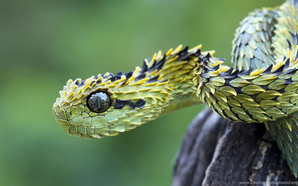 277 Snake HD Wallpapers