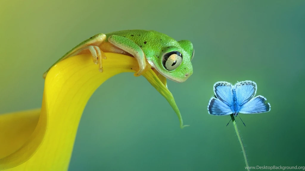 Download Wallpapers 3840x2160 Curiosity, Butterfly, Frog, Flower 4K ...