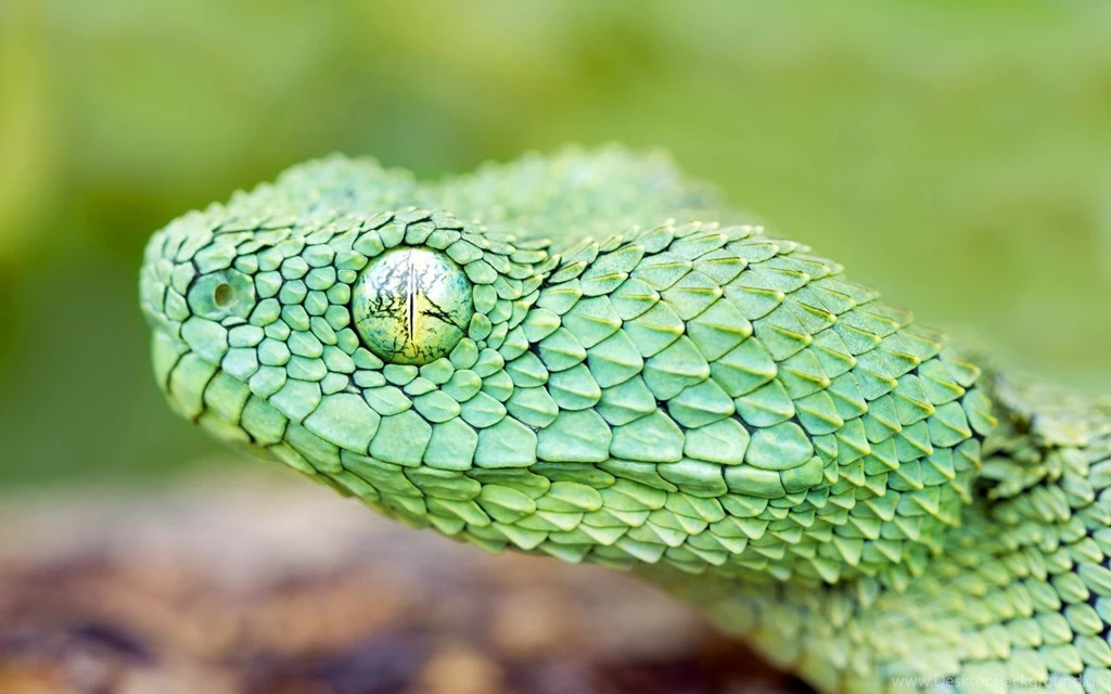 Snake HD Wallpapers