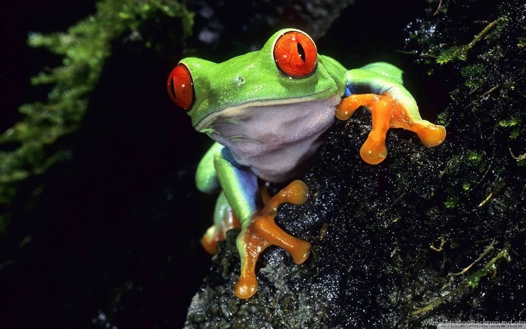 Red Eyed Tree Frog HD Desktop Wallpapers : High Definition ...