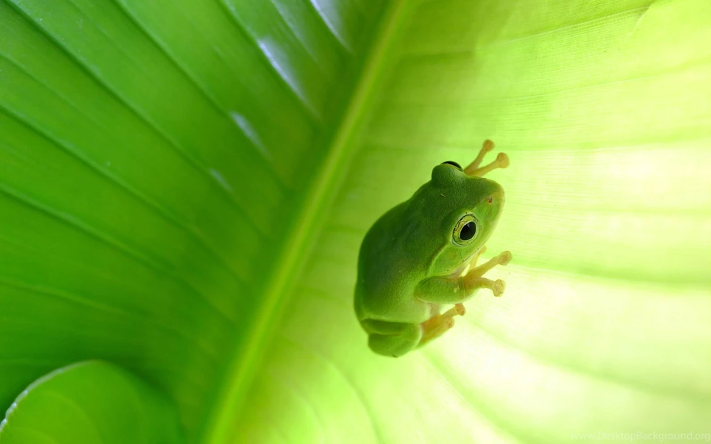 67 Tree Frog HD Wallpapers