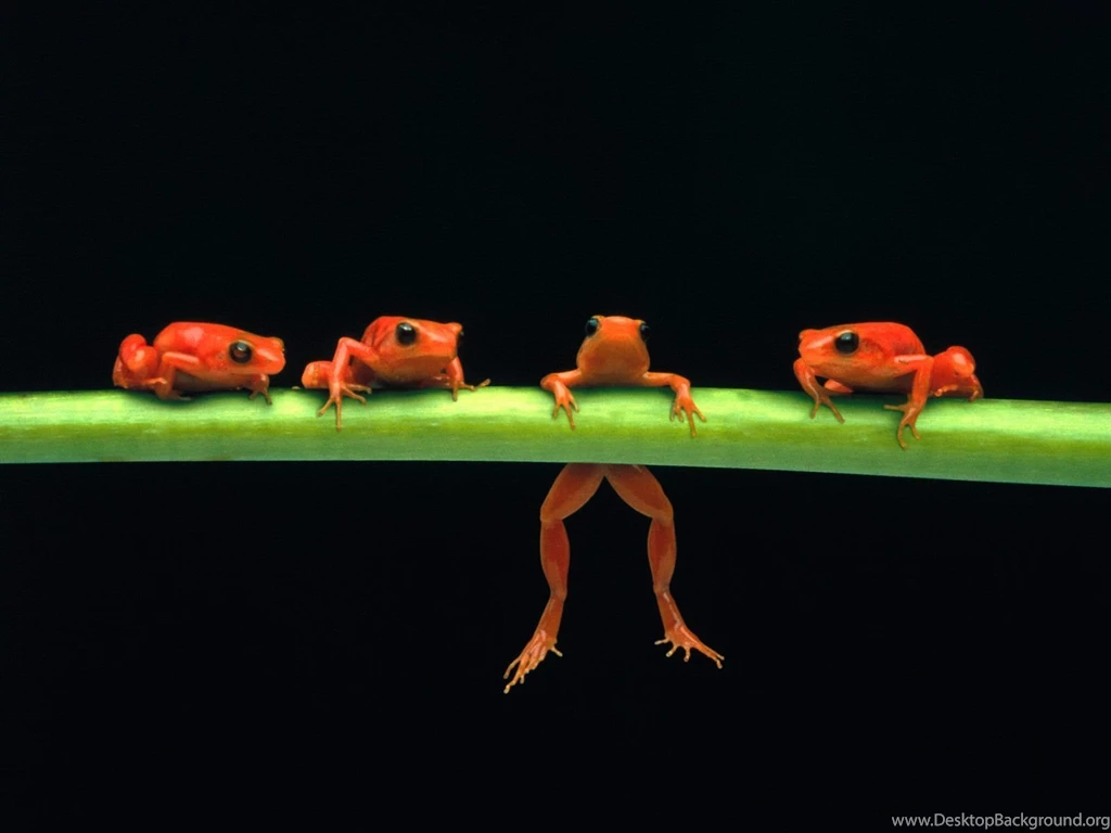 Best Poisonous Red Frog Wallpapers HD 21398