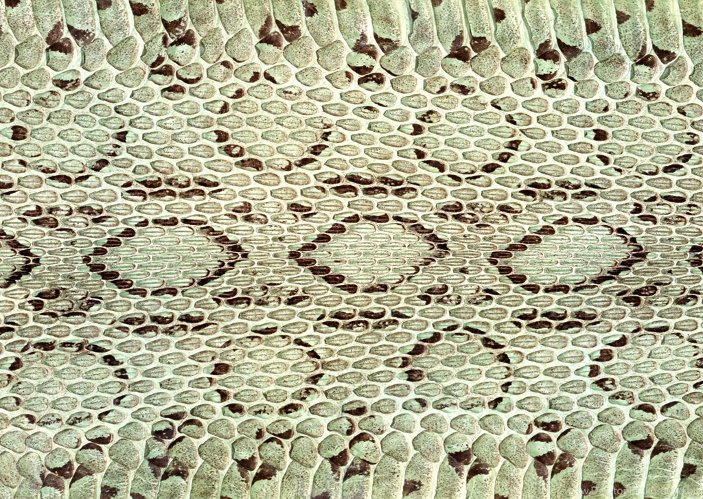 Snake Skin Backgrounds Fifteen
