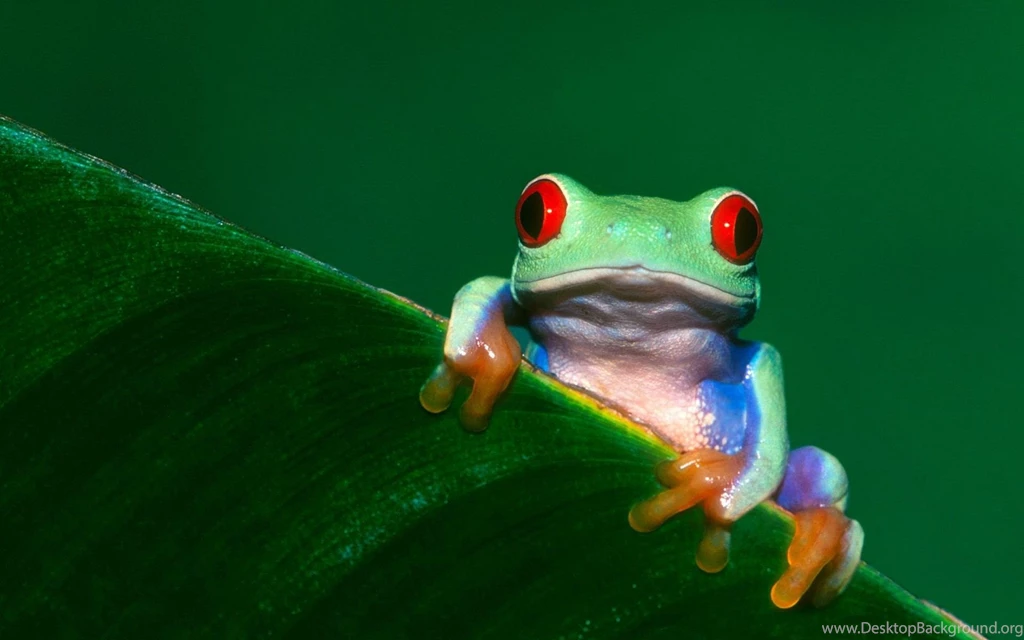 67 Tree Frog HD Wallpapers