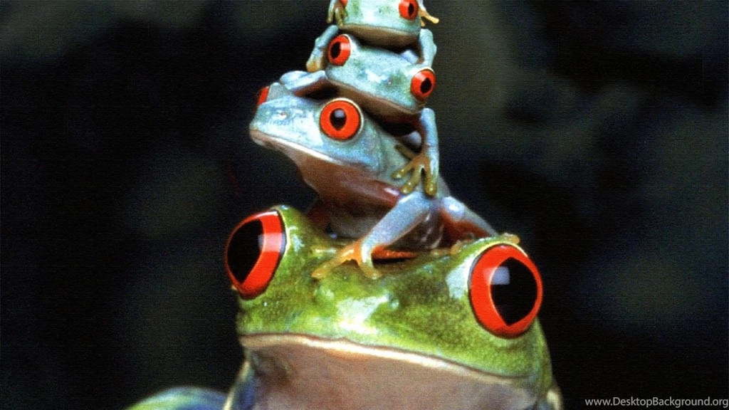 10 Red Eyed Tree Frog HD Wallpapers