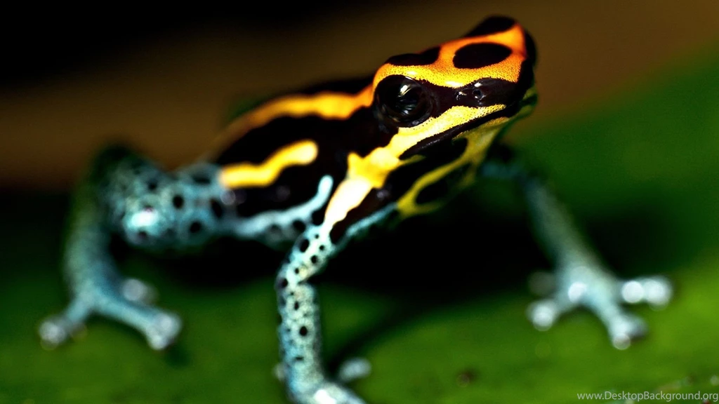 253 Frog HD Wallpapers