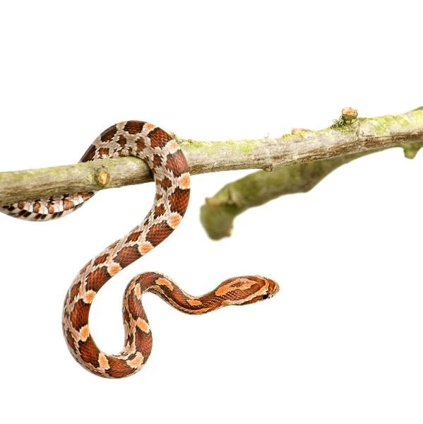 Corn Snake In Front Of A White Backgrounds Snake Facts And ...