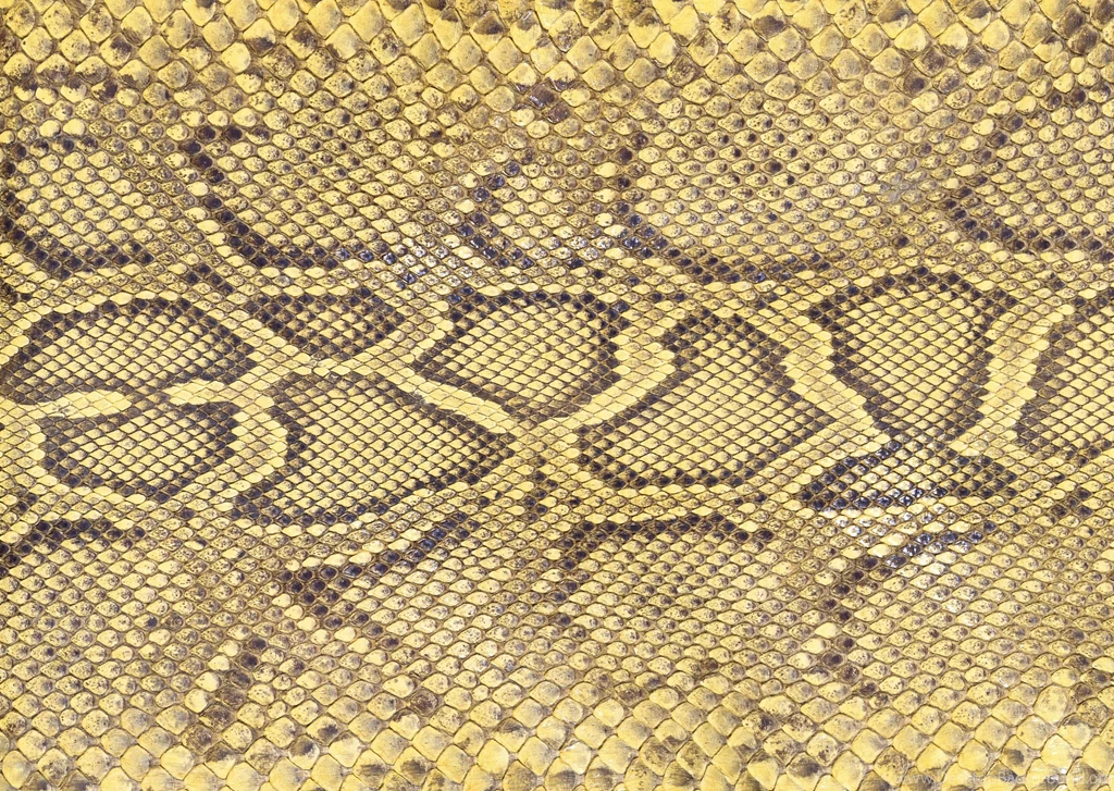 Snake Skin Backgrounds Fourteen