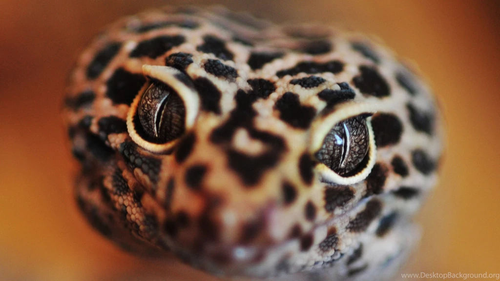 Download Wallpapers 3840x2160 Snake, Eyes, Face, Color 4K Ultra HD ...