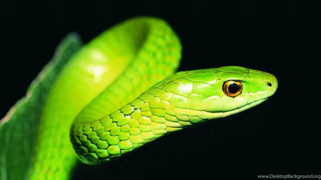 Head