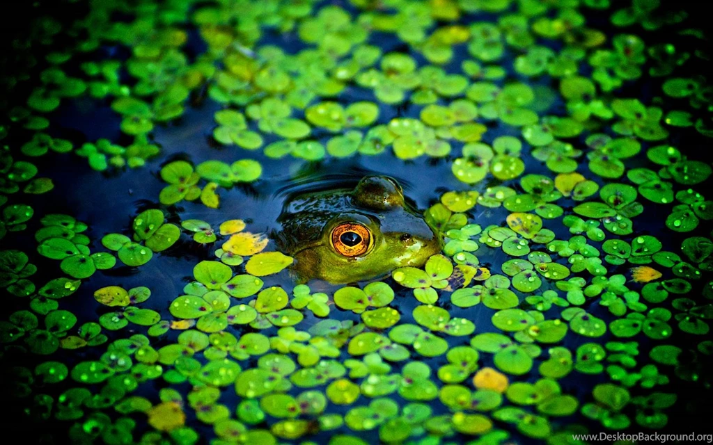 Animal Wallpapers Hd Wallpapers Page 8