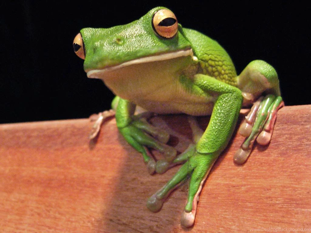 Frog Wallpapers Picture Animals Town