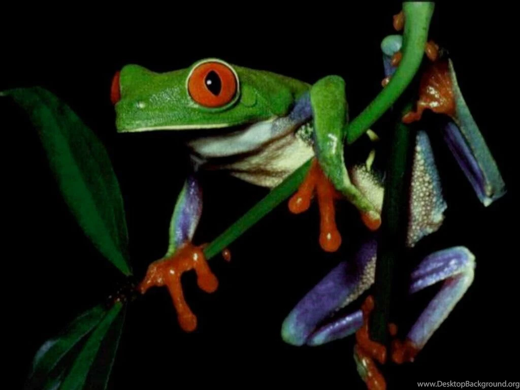 Frog Wallpapers. Images And Animals Frog Pictures (680)