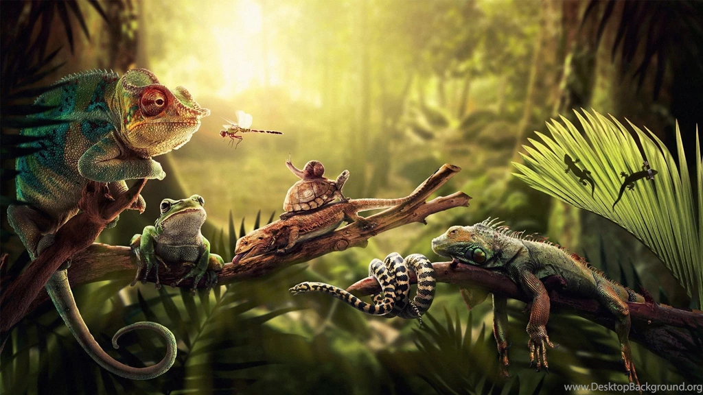Animals, Snake, Cobra