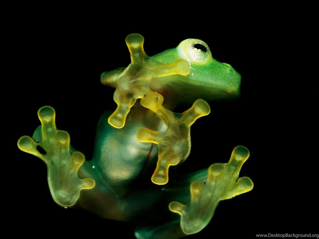 My Free Wallpapers   Nature Wallpapers : Frog