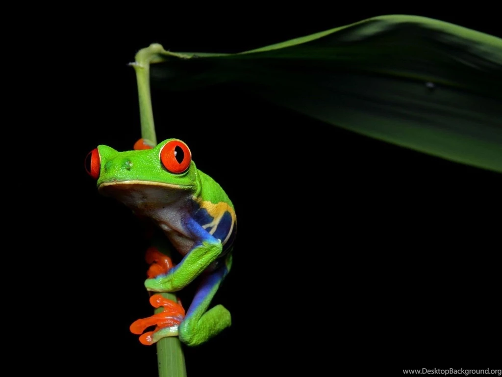 Animal : Red Tree Frogs Jpg Wallpapers Animals Frogs Red Tree Frogs ...
