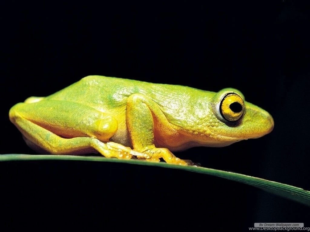 Frog Wallpaper! Frogs Wallpapers (7018161) Fanpop