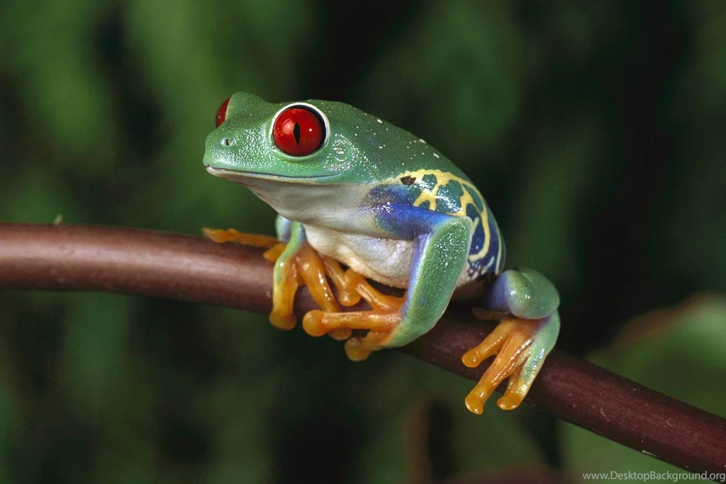 Free Frog Wallpapers Animals Town